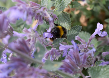 Bee amongst Catmint.jpg